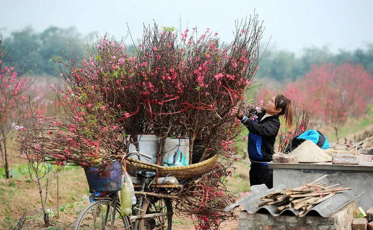 Cách chọn mua hoa đào