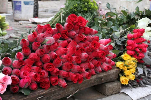Hoa hồng là loại hoa cơ bản trong ngày Tết ở mọi vùng miền.