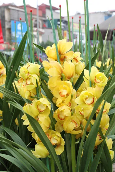 Phong lan tượng trưng cho sự cao quý, được ưa chuộng vào ngày Tết.