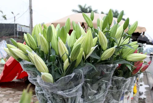Các gia đình thường cắm một bình ly ngày Tết vì hoa bền, đẹp và thơm.