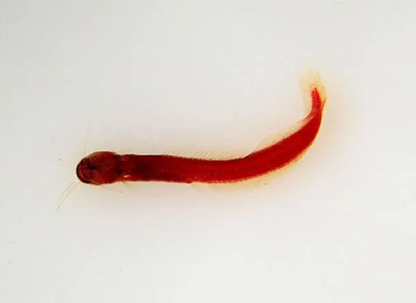 Cá mèo đất