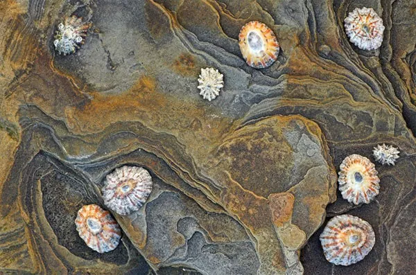 Limpet bám vào bề mặt đá dưới nước.