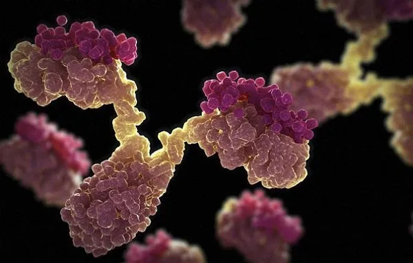 Các kháng thể tự nhiên là những protein hình chữ Y
