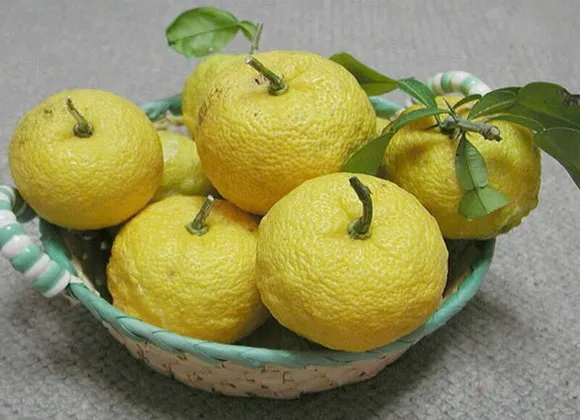 Yuzu, một loại quả họ cam quýt được ưa chuộng tại Nhật.