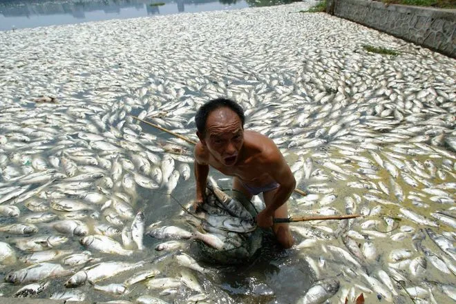 cá chết hàng loạt