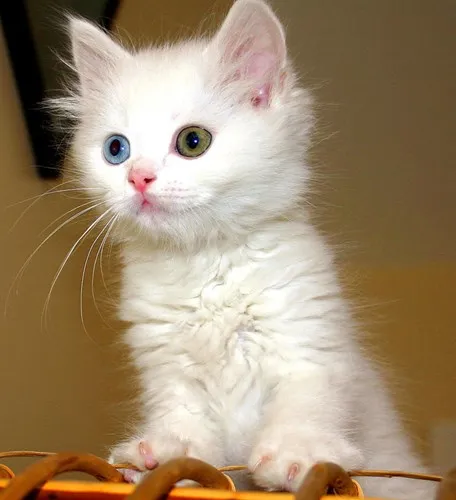 động vât