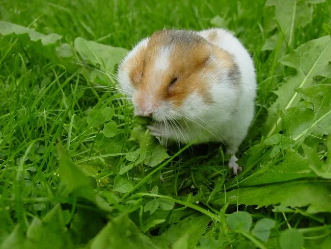 động vật