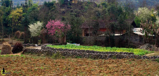 Hoa mận