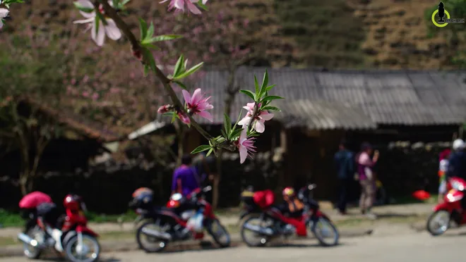 hoa mận