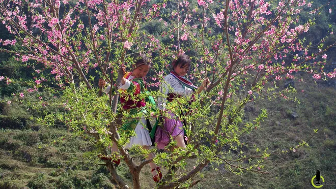 hoa mận