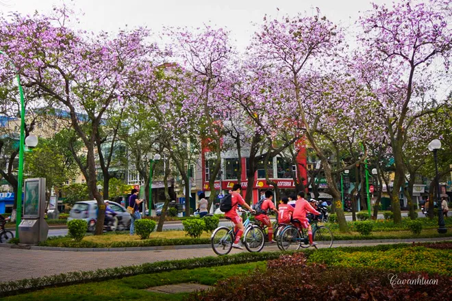 hoa ban tây bắc
