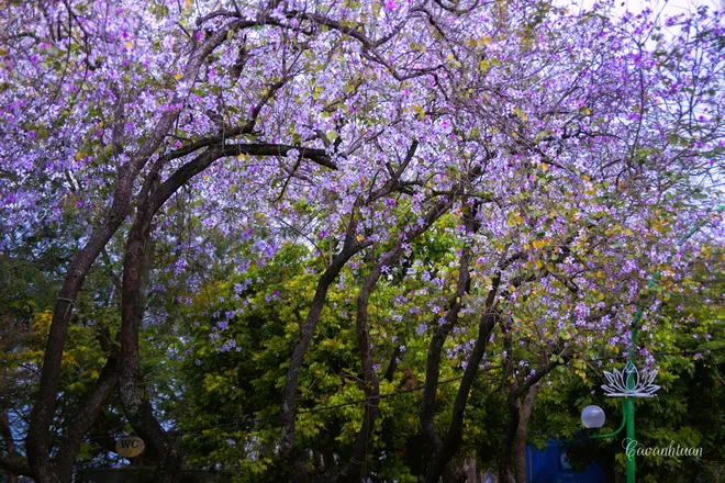hoa ban hà nội