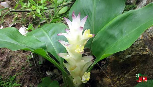 nghệ