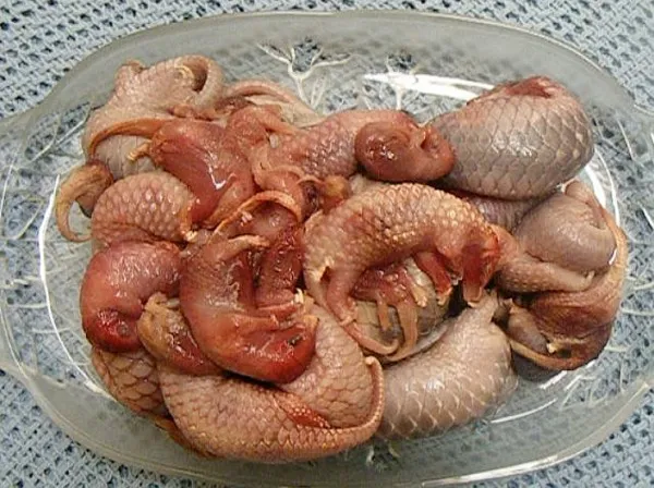 tê tê bị bắt làm thịt lấy vẩy
