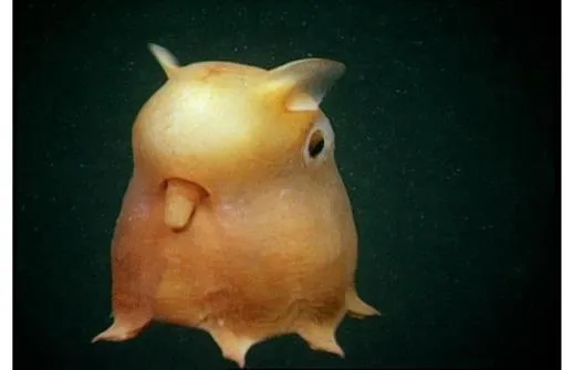 Flapjack Octopus