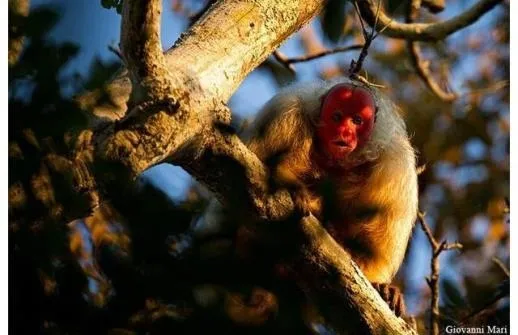 khỉ bald uakari