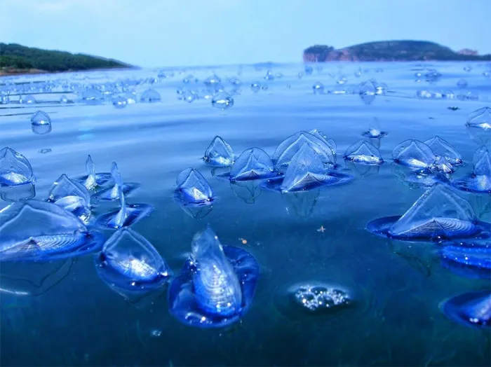Sinh vật biển