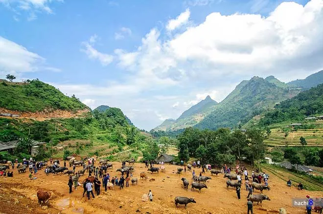 Phiên chợ trâu ở Tây Bắc