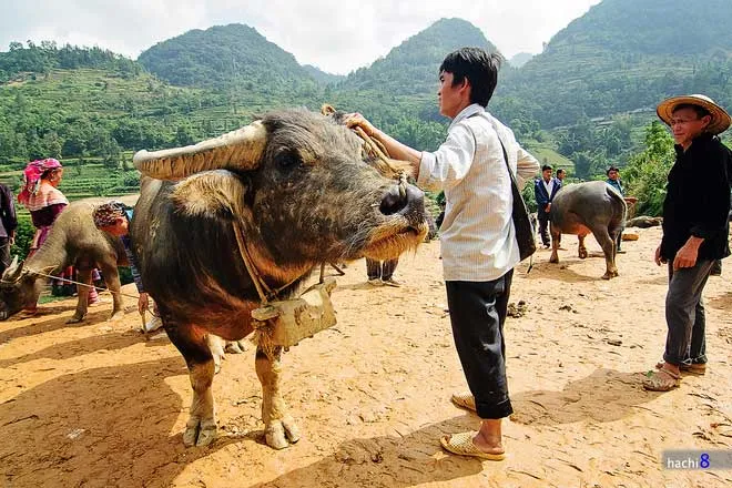 Người dân mang trâu ra chợ để bán