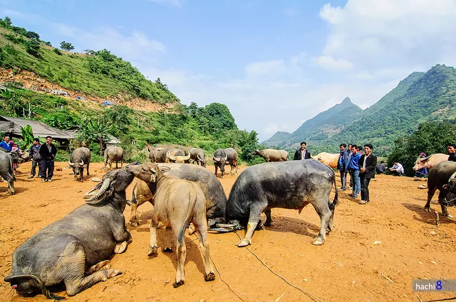 Những con trâu được mang ra chợ để bán