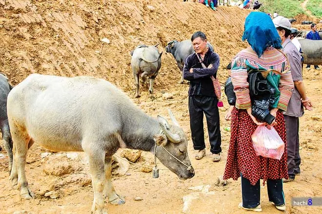 Phiên chợ trâu ở Tây Bắc