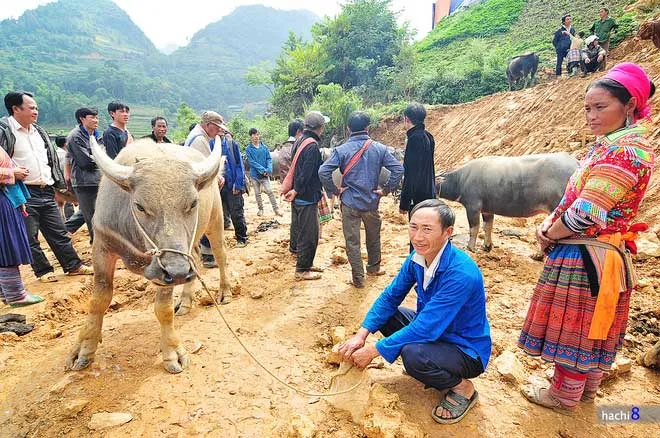Phiên chợ trâu ở Tây Bắc