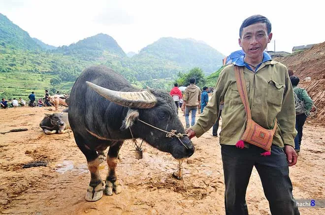 Người nông dân mang trâu ra chợ bán