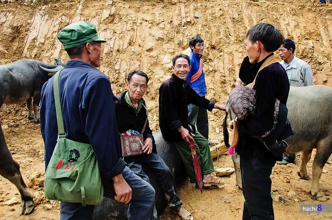 Nhiều cánh lái buôn đến chợ để mua trâu