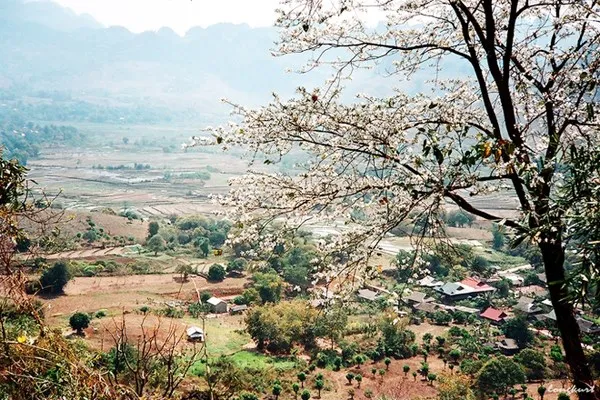 Vẻ đẹp của hoa ban