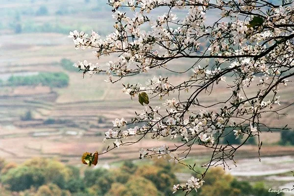 Hoa ban Tây Bắc