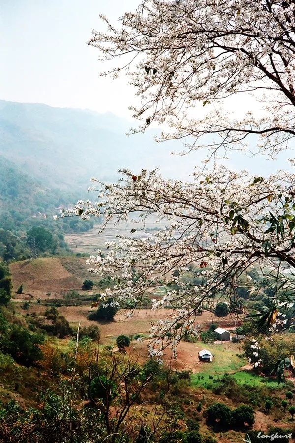 Hoa ban nở