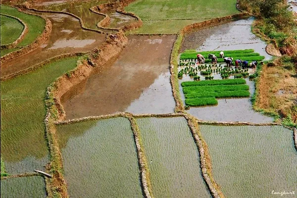 Ruộng lúa Tây Bắc