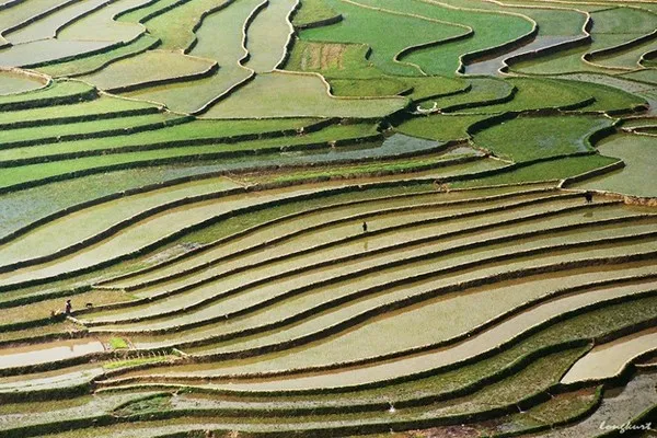 Ruộng lúa Tây Bắc