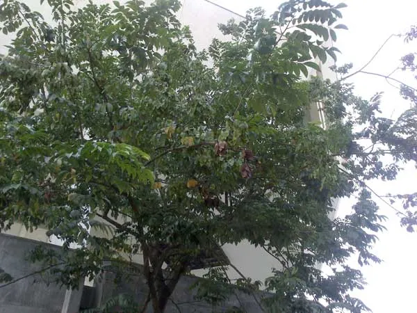 Cây sưa