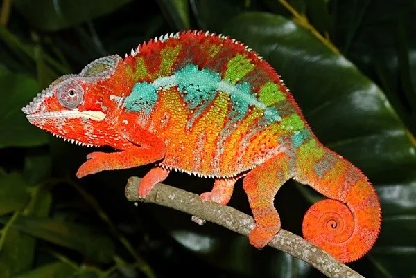 Loài tắc kè có khả năng kỳ lạ