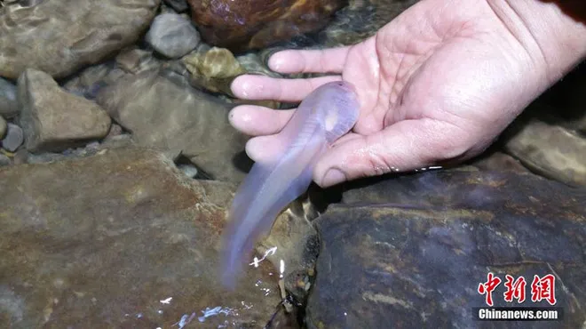 Ấu trùng khổng lồ