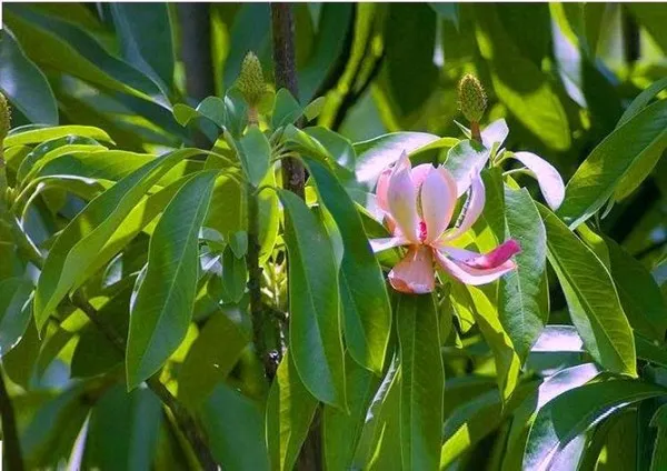 Cây vàng tâm được chon để làm cây xanh trồng ở Hà Nội