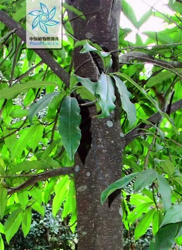 Vàng tâm khi trưởng thành