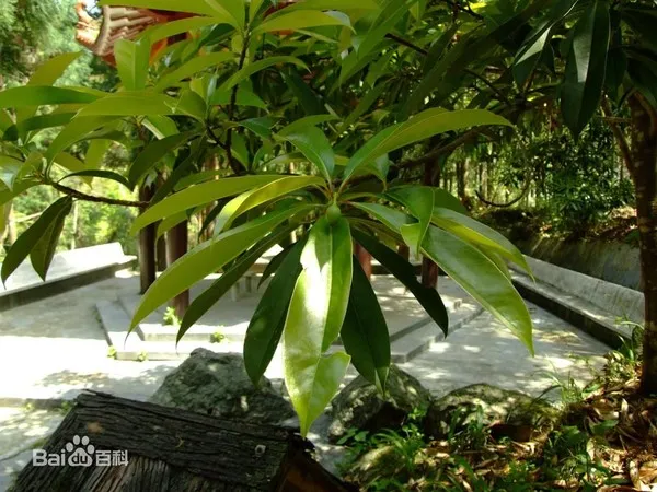 Quả của cây vàng tâm có hình trứng hay tròn trứng