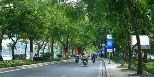 Tác dụng của cây xanh