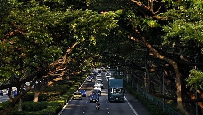 Những tuyến đường ở Singapore luôn rợp bóng cây