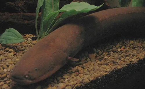Cá chình điện