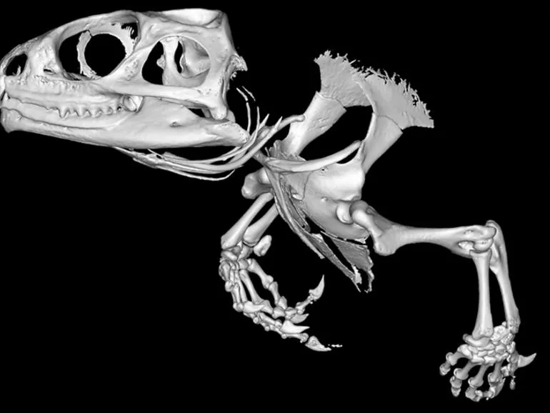 Tuatara đã tồn tại trên thế giới khoảng 245 triệu năm trước