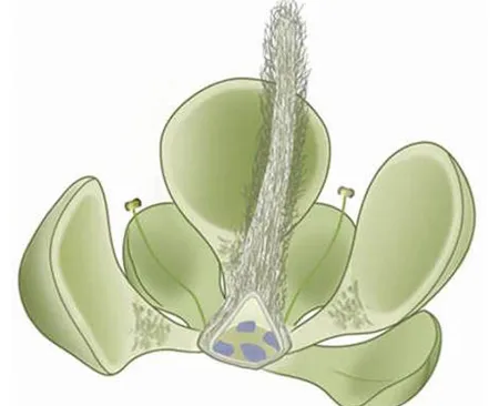 Mô phỏng cây hoa Euanthus panii