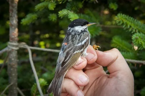 Chim Setophaga striata