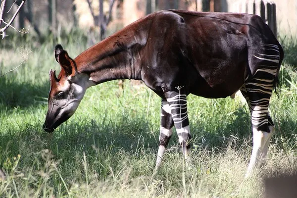 Ngựa lai Okapi