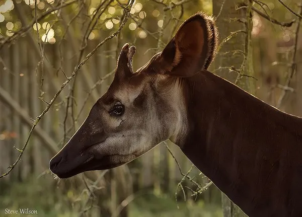 Ngựa lai Okapi