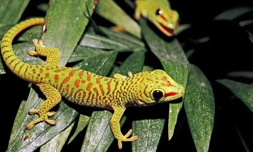 Tắc kè sử dụng các hạt sương trên lá để tự làm sạch cơ thể