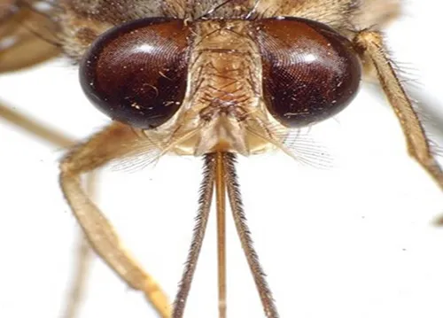 Ruồi Glossina