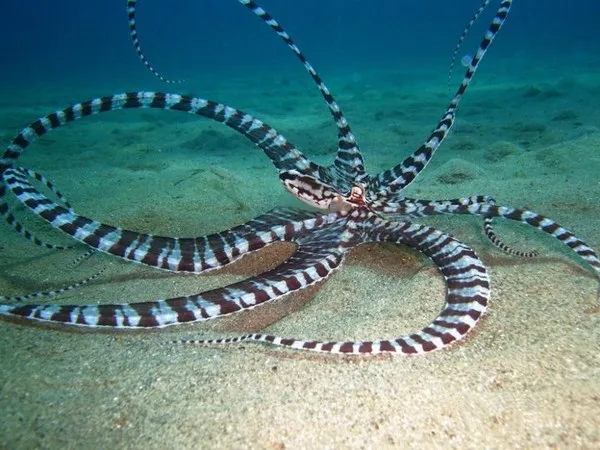 Loài bạch tuộc Thaumoctopus Mimicus có khả năng biến hình